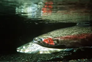 Rainbow: RAINBOW TROUT - PAIR