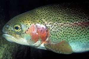 Steelhead: Rainbow Trout / Steelhead