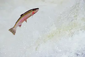 Steelhead: Rainbow Trout / Steelhead - jumping falls on Pacific
