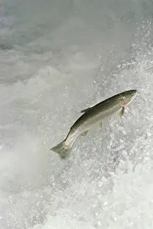 Steelhead: Rainbow Trout / Steelhead - jumping falls on Pacific