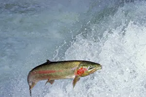 Steelhead: Rainbow Trout / Steelhead - jumping falls on Pacific