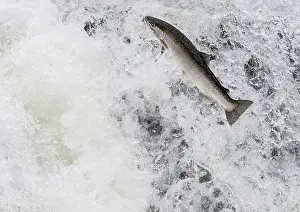 Steelhead: Rainbow Trout or Steelhead (Oncorhychus mykiss)