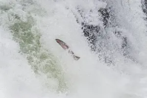 Steelhead: Rainbow Trout or Steelhead (Oncorhychus mykiss)