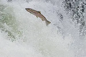 Steelhead: Rainbow Trout or Steelhead (Oncorhychus mykiss)