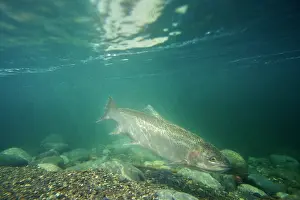 Steelhead: Rainbow Trout / Steelhead - swimming in Pacific