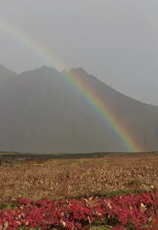 Shower: Rainbow over tundra with wild flowers, Iceland