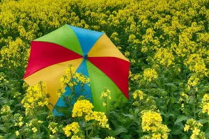 Prismatic: Rainbow umbrella in field of rapeseed, canola or