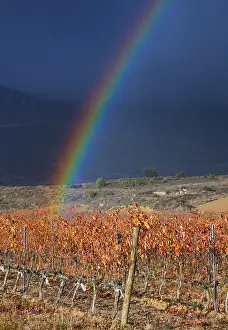 Alava: Rainbow and Vineyard in aturmn, La Rioja, Alava