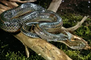 Moulting: Rainbow Watersnake Molting