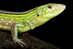 Archipelago: Rainbow Whiptail (Cnemidophorus lemniscatus lemn