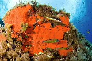 Italia: Rainbow wrasse, Coris julis and Turkish wrasse, Thalassoma p