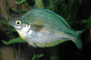 Lacustris: Rainbowfish