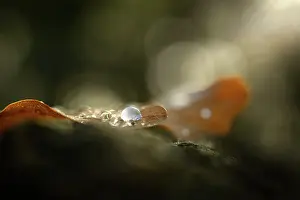 Raindrop: Raindrop on dead leaf in sunbeam