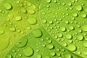 Raindrops: Raindrops on leaves of a water lily