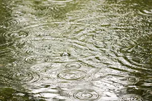 Splashes: Raindrops on pond - Norfolk UK