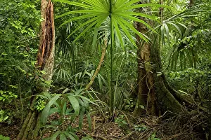Guatemala: Rainforest