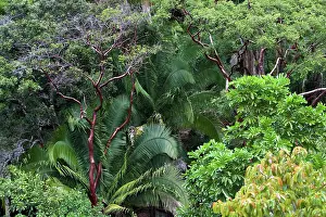 Rainfall: Rainforest