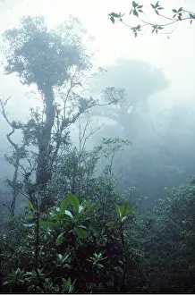 Richard Porter: RAINFOREST
