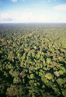 Canopy: Rainforest - aerial view of Amazon canopy