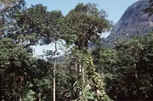 Epiphyte: RAINFOREST - Atlantic
