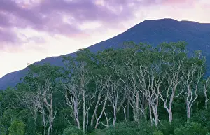 Auscape - Named Photographers: Rainforest - Australia