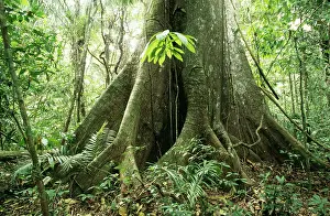 Liana: RAINFOREST - Big Ceiba tree at Manu Lodge, Amazon