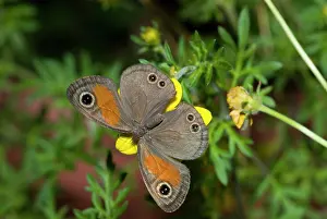 Afric: Rainforest Brown Butterfly feeding on nectar of