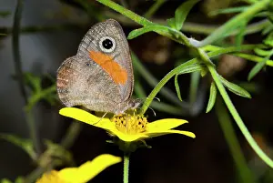 Afric: Rainforest Brown Butterfly feeding on nectar of