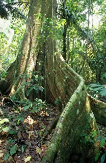 Buttress: Rainforest - butresses & forest floor flora