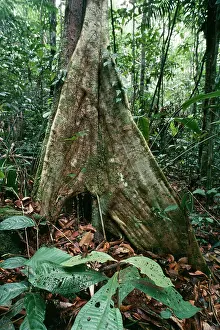 Root: Rainforest - Buttress rooted tree