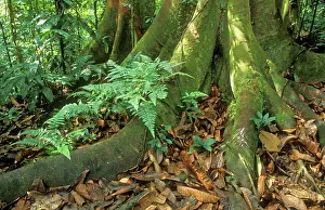 Buttress: RAINFOREST - Buttress and Surface roots