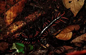 Centipedes: A rainforest centipede
