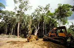 Cleared: Rainforest cleared for private use (housing)