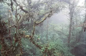 Canopy: RAINFOREST - Cloud Forest