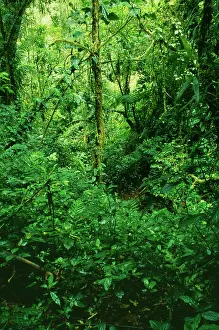 Moist: Rainforest - Cloud forest where cloud bathes the