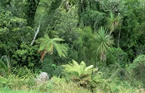 Epiphyte: RAINFOREST - evidence of low cloud and very damp