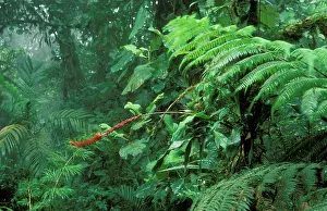 Bromeliads: Rainforest - Flowering bromeliad