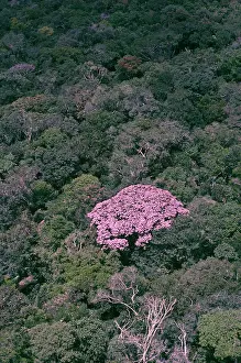 Showing: Rainforest - flowering couratari crown emergent