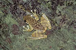 Rainforest frog, Malaysia