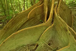 Stability: rainforest giant - impressive specimen of a Tulip