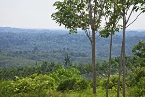 Sumatra: Rainforest, Gunung Leuser National Park