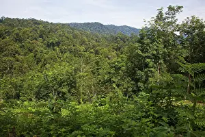 Sumatra: Rainforest, Gunung Leuser National Park