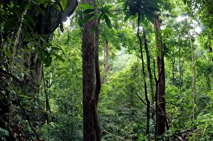 Palawan: Rainforest and huge limestone rocks are typical