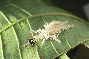 Killed: Rainforest insect killed by fungus