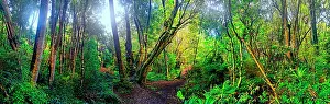 Kaka: rainforest, Kaka Point Scenic Reserve, The Catlins