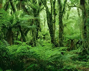 Westland: RAINFOREST, Kamahi tree ferns in Westland National Park