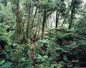 Ferns: RAINFOREST - Kamahi Trees