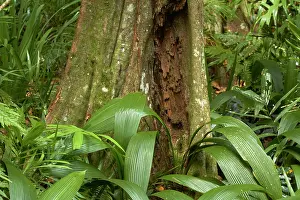 David: Rainforest, Kula Eco Park, Coral Coast