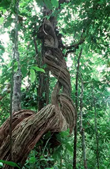Climbers: Rainforest - Liana vines