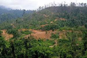 Dipterocarp: Rainforest Logging